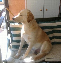 HOMER